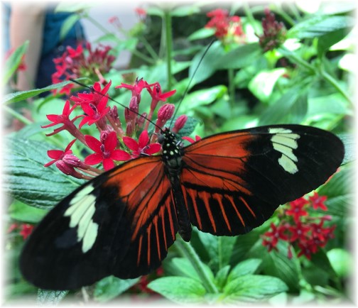 Hershey Gardens butterfly 9/5/17