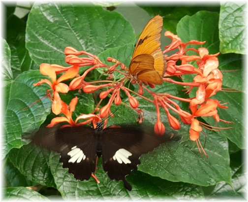 Hershey Gardens butterflies 9/5/17