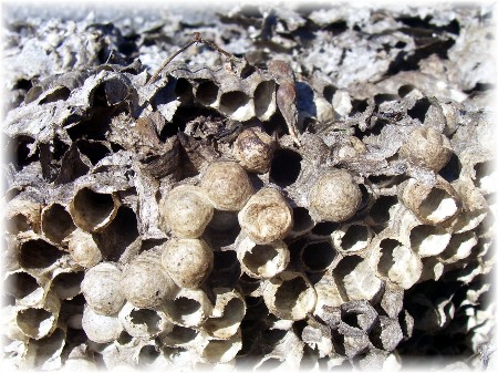 Inside a hornet's nest