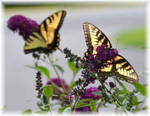 Monarch butterflies (Photo by Doris High)