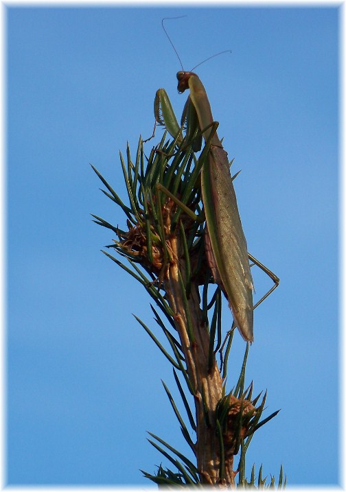 Preying Mantis (photo by Nancy Martin)