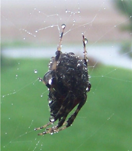 Spider clinging to web in heavy rain