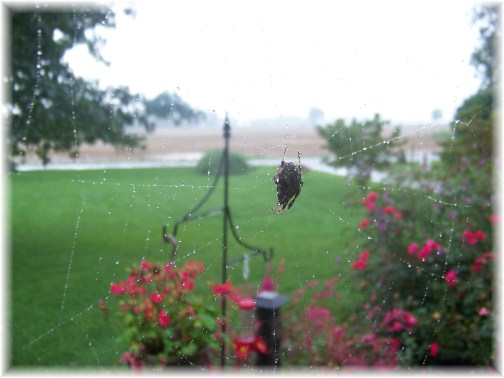 Spider clinging to web in heavy rain
