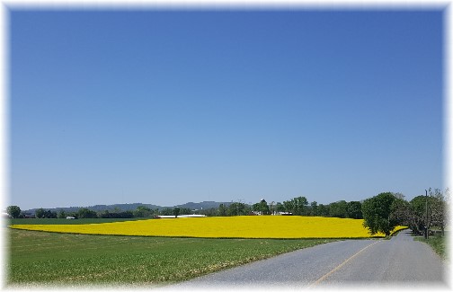 Canola field, Flory Road, Lancaster County, PA 4/28/17