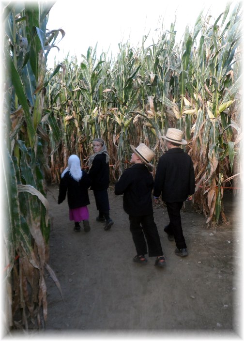 Walking through the Cherry Crest corn maze 9/14/13
