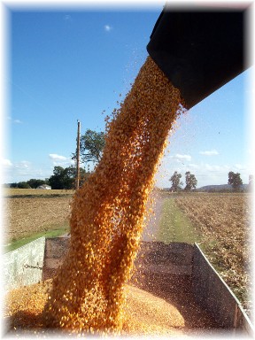 Corn harvest near Mount Joy Pennsylvania