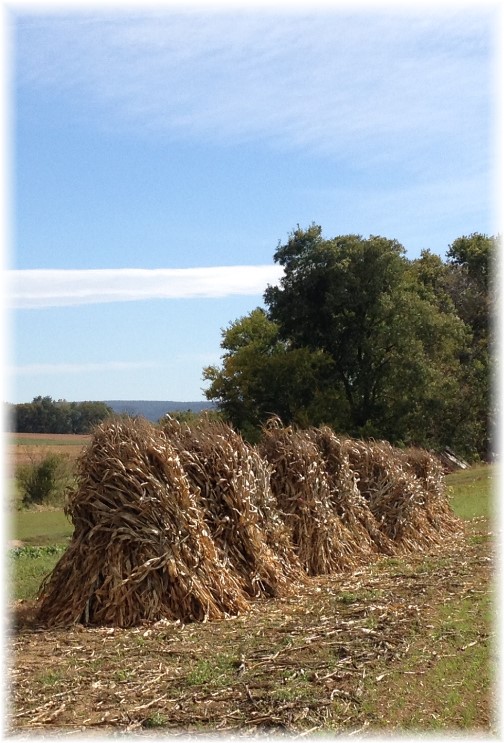 Corn shocks in Lancaster County PA 10/9/14