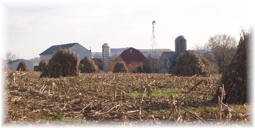 Corn shocks on Lancaster County PA farm