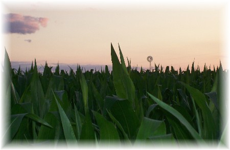 Field of corn with silo