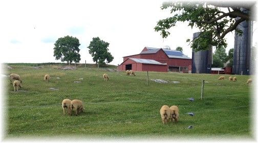Sheep on Flory Road 6/27/14
