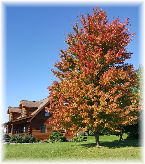 Maple Tree on Covered Bridge Road near Farmersville, PA 10/19/17 (Click to enlarge)