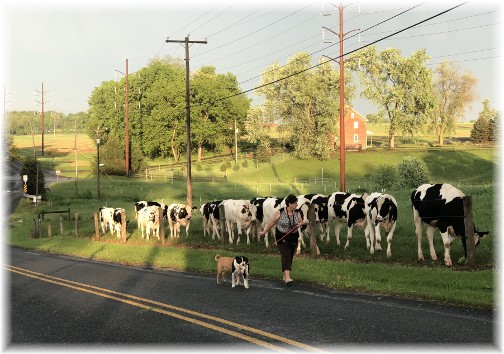 Cattle along Gibble Road 5/15/18