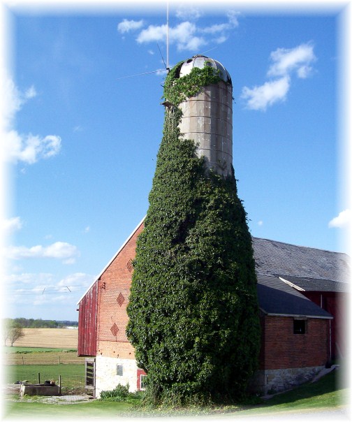Ivy covered silo, Lancaster County PA