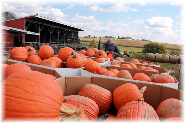 Joe Snavely, pumpkin harvest, Lancaster County, PA