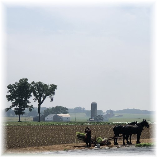 View from Country View Farm Market & Greenhouse, Lancaster County, PA 5/29/18 (Click to enlarge)