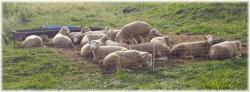 Lancaster County sheep 8/27/17 (Click to enlarge)