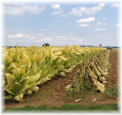 Lancaster County tobacco crop 8/14/14