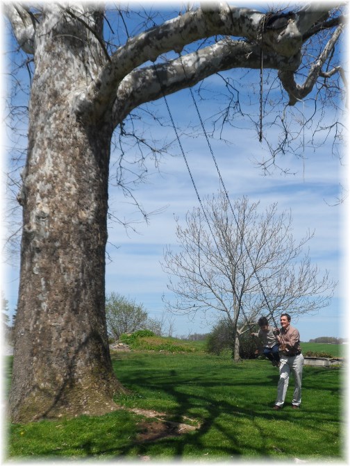 Martin giant tree swing 4/21/13