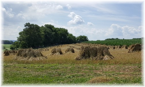 Old order Mennonite wheat shocks, Lancaster County, PA 6/30/16