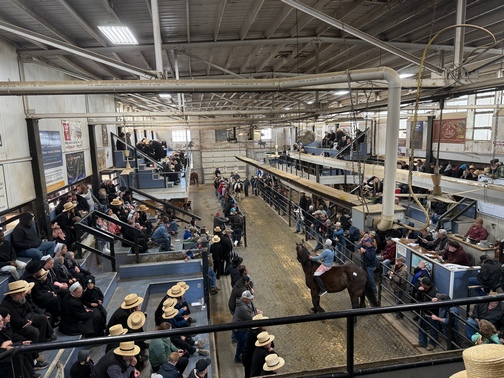 New Holland horse auction