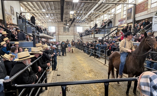 New Holland horse auction