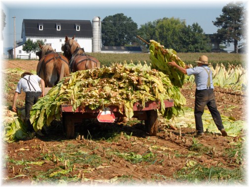 Lancaster County old-order Mennonite tobacco harvest (9/13/12)