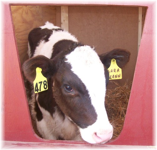Calf at Penryn Mud Sale 3/17/12