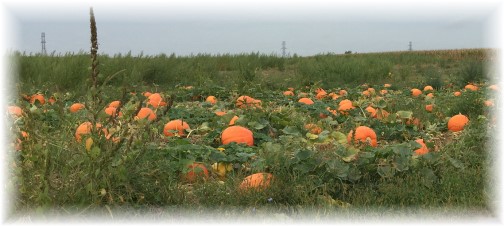 Pumpkins in field 9/9/15