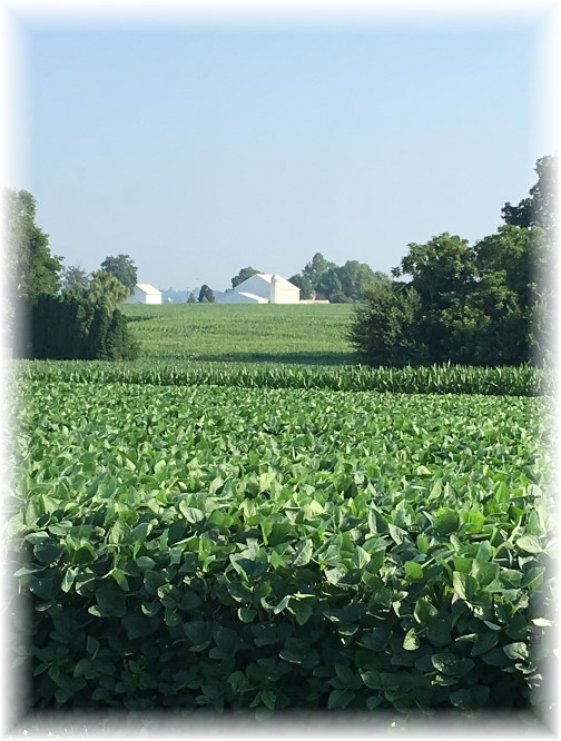 Soybean field 7/19/17