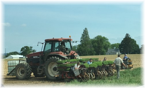 Tomato planting, Lancaster County, PA 6/2/16 (Click to enlarge)