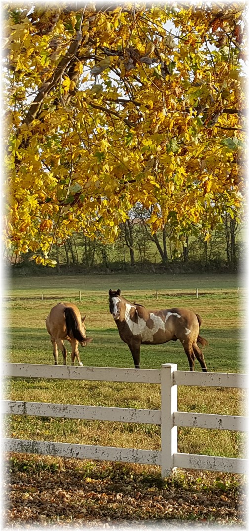 Horses along Trout Run Road 11/3/17