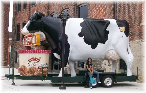 Turkey Hill travelling cow in Lancaster County, PA