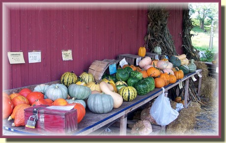 Union Mill Acres pumpkin stand  in Lancaster County PA