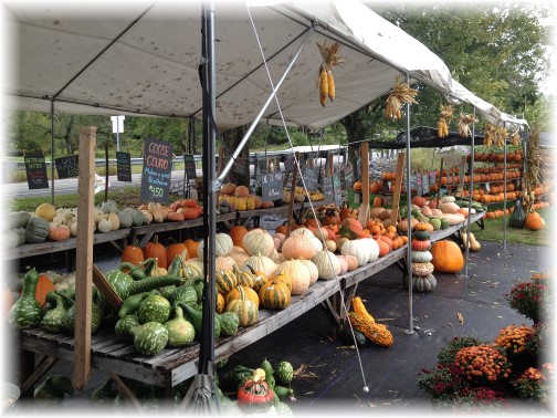 Union Mill Acres pumpkins 9/30/15