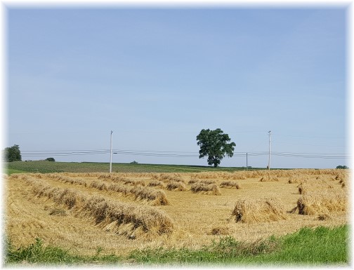 Wheat shocks near Paradise, PA 6/29/17