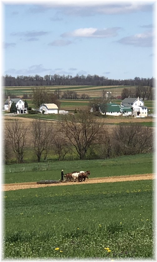 Amish team field work near White Horse, PA 4/26/18