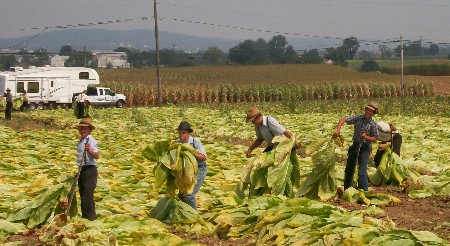 Tobacco harvest by old order Mennonites
