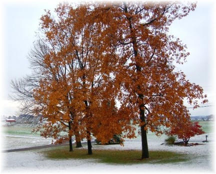 Hickory tree and snow
