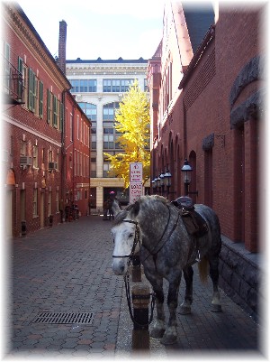Central Market alley with police horse in Lancaster PA