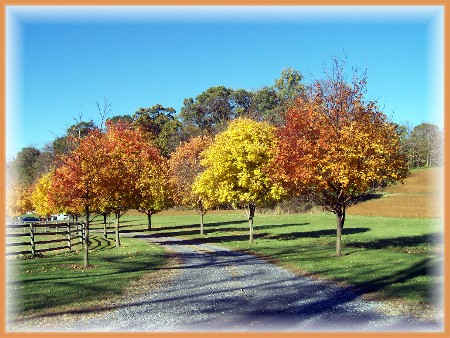 Maple-lined lane in northern Lancaster County, PA