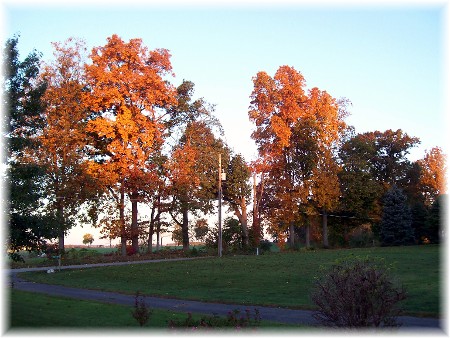 Photo of morning foliage