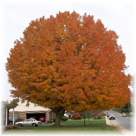 Maple in Mount Joy, PA