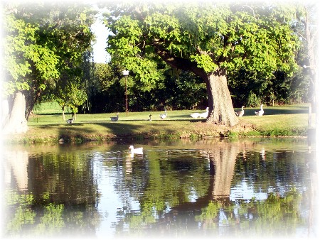 Pond view