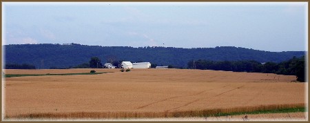 Wheat harvest