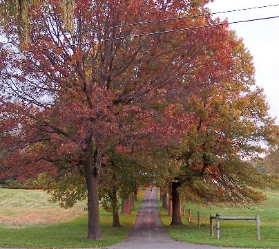 Photo of tree-lined lane
