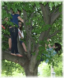 Kids climbing tree