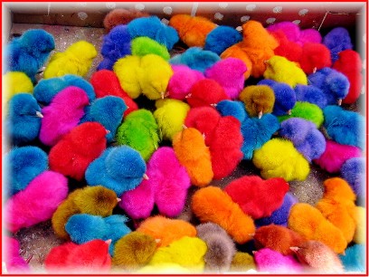 Moroccan colored chicks