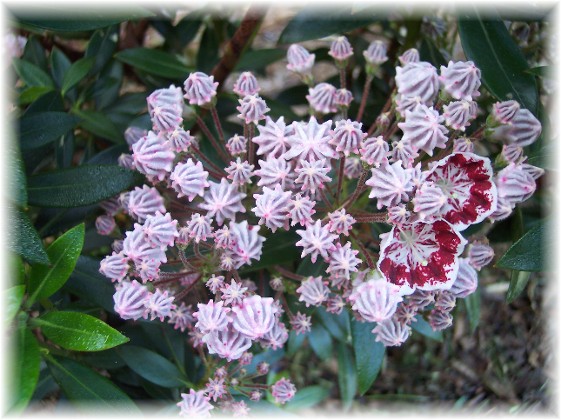 Photo of Mountain Laurel flowers