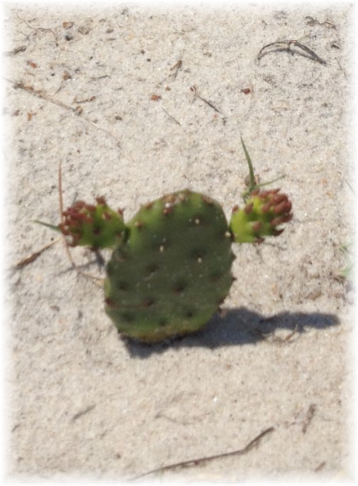 Praising cactus Assateague Island 6/9/15