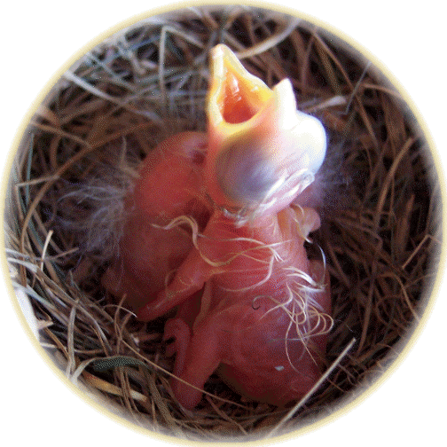 Newborn titmouse (bird) at 8:00am 7/21/06